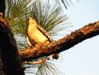 Red Tailed Hawk on a tree limb